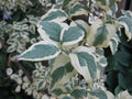 Cornus mas Variegata #5