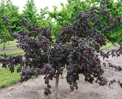 Corylus avel Red Dragon BF #7