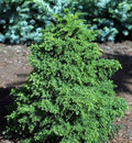 Cryptomeria j Tansu #3