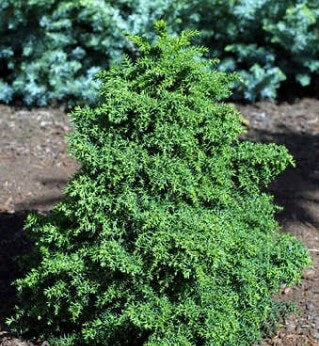 Cryptomeria j Tansu #3