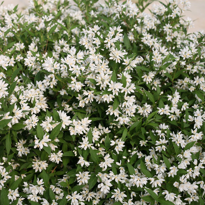 Deutzia yuki Snowflake #2