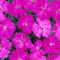 Dianthus Neon Star 1 qt
