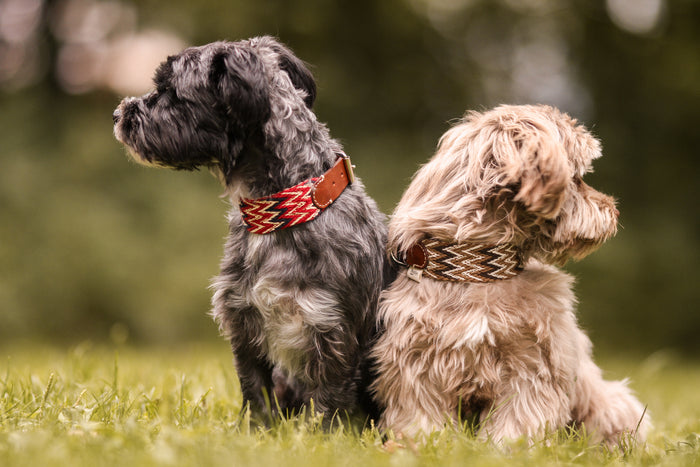 Dog Collar: Peruvian Red