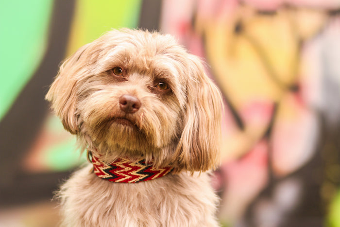 Dog Collar: Peruvian Red