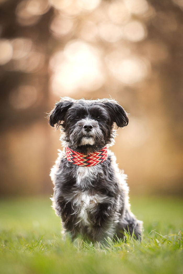 Dog Collar: Peruvian Red
