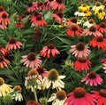 Echinacea Cheyenne Spirit 1qt