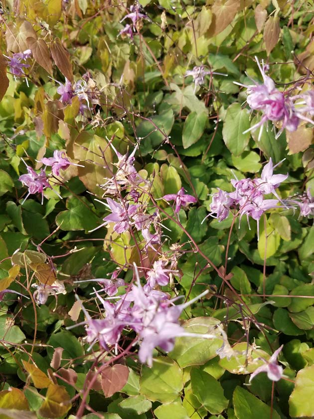 Epimedium Lilafee #1