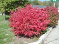Euonymus a Grove Compact #3