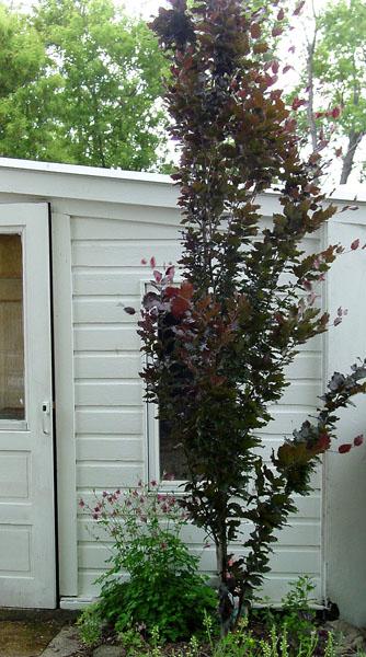 Fagus s Dawyck Purple 5'