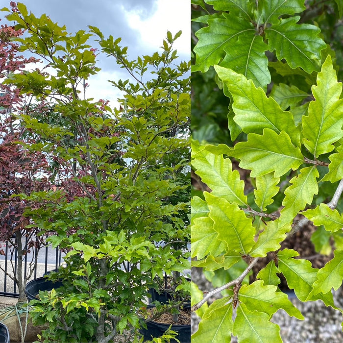 Fagus s Sandrode #6