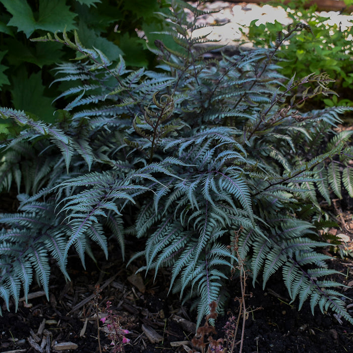 Fern-Athyrium Godzilla #1