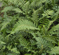 Fern-Polystichum polyblepharum #1
