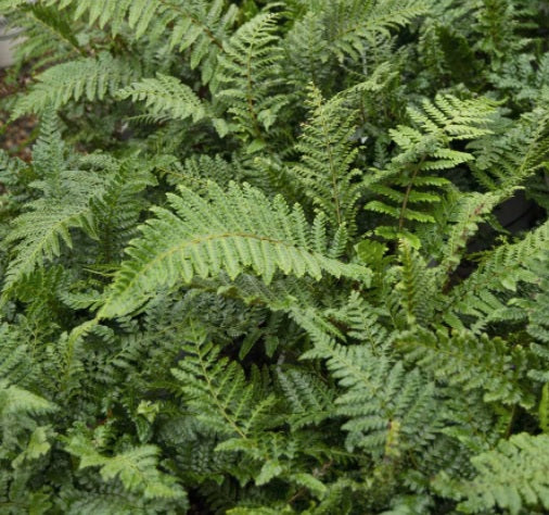 Fern-Polystichum polyblepharum #1