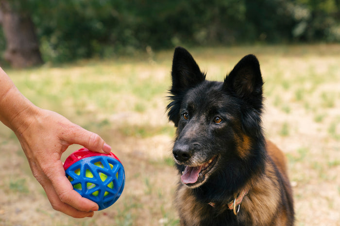 Fetch Bouncy Squeaky Dog toy, Go-Go Astro Ball