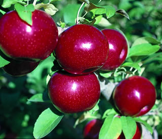 Fruit-Apple-Empire semi-dwf  #7