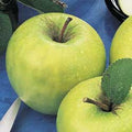 Fruit-Apple-Granny Smith Semi-dwf #7