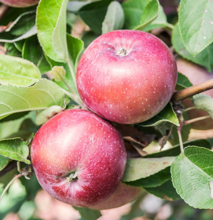 Fruit-Apple-Spartan #7