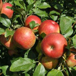 Fruit-Apple-Wolf River #7