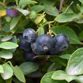 Fruit-Blueberry-Bountiful Blue #2
