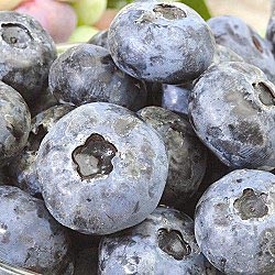 Fruit-Blueberry-Earliblue #1
