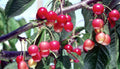 Fruit-Cherry-Hudson semi-dwf #7