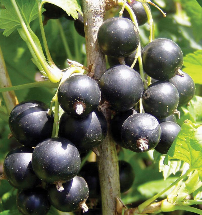 Fruit-Currant-Consort #2