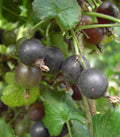 Fruit-Currant-Jostaberry #3