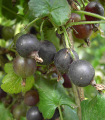 Fruit-Currant-Jostaberry #3