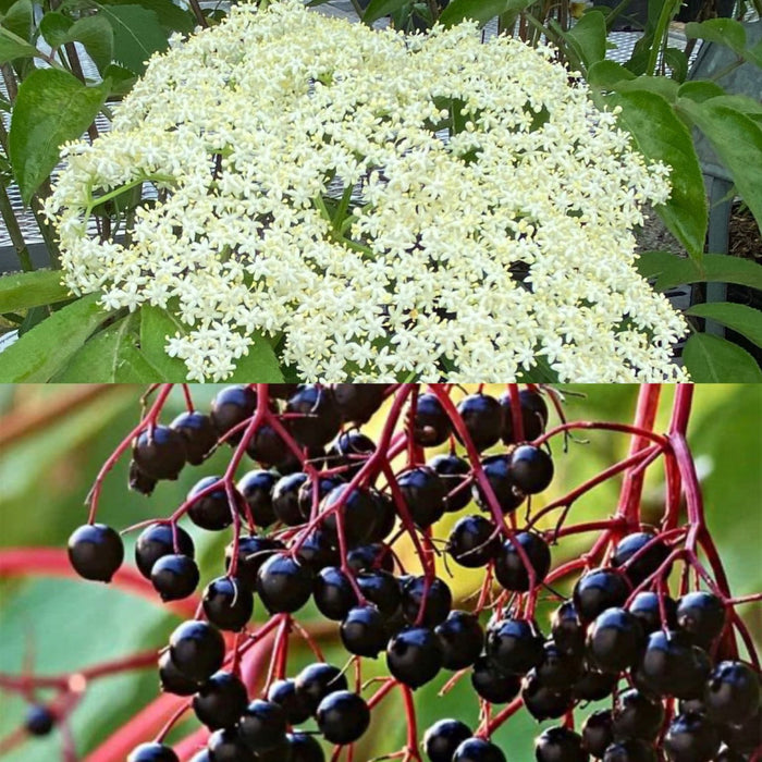 Fruit-Elderberry-Bob Gordon #3