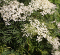 Fruit-Elderberry-lacinIata #3