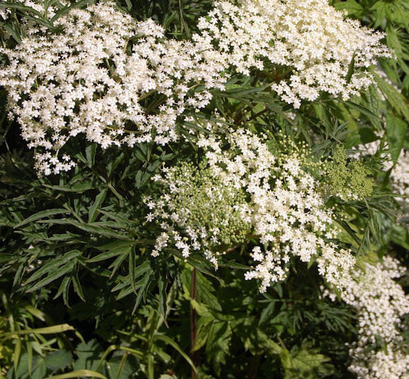 Fruit-Elderberry-lacinIata #3