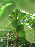 Fruit-Fig-Brown Turkey #5