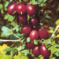Fruit-Gooseberry-Hinnonmaki #2