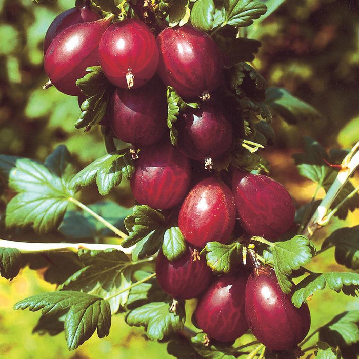 Fruit-Gooseberry-Hinnonmaki #2