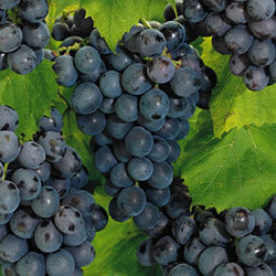 Fruit-Grape-Concord #2