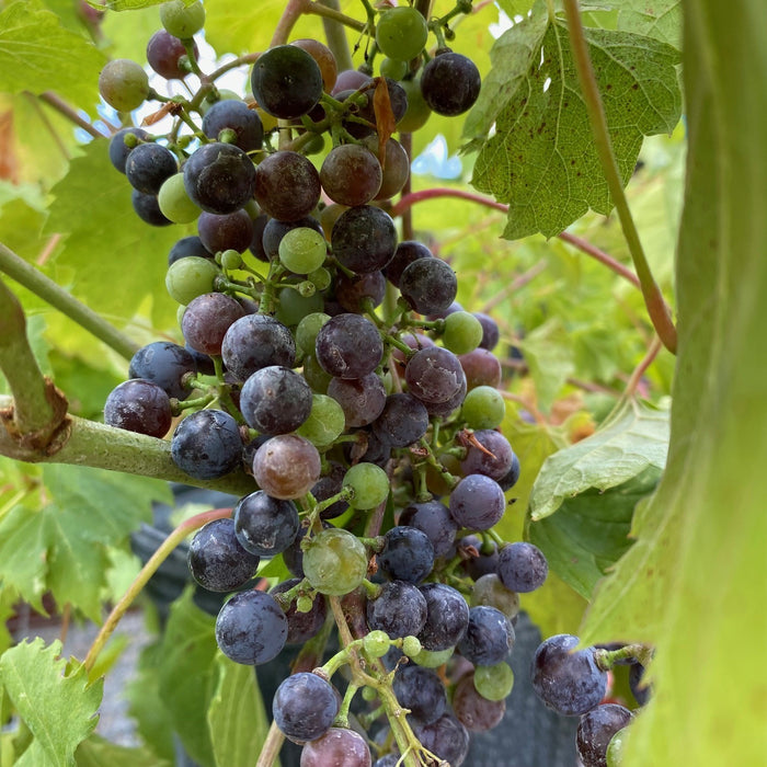 Fruit-Grape-Frontenac #2