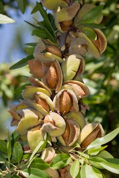 Fruit-Nut-Almond-Oracle #7
