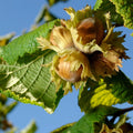 Fruit-Nut-Filbert-Sun Harvest #3