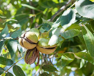 Fruit-Nut-Pecan-Pawnee #3