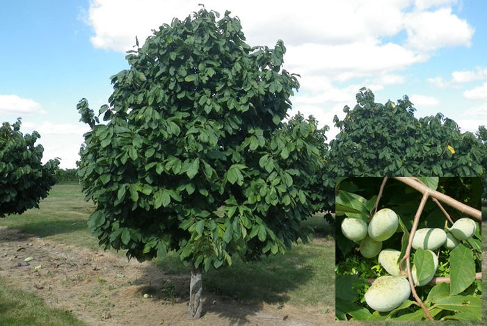 Fruit-Pawpaw 5'ht