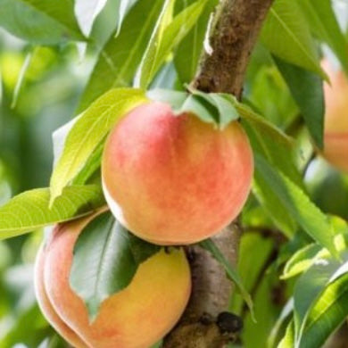 Fruit-Peach-Belle of Georgia Dwarf #7