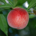 Fruit-Peach-Blushingstar dwf #7