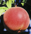 Fruit-Peach-Cresthaven Dwf #7
