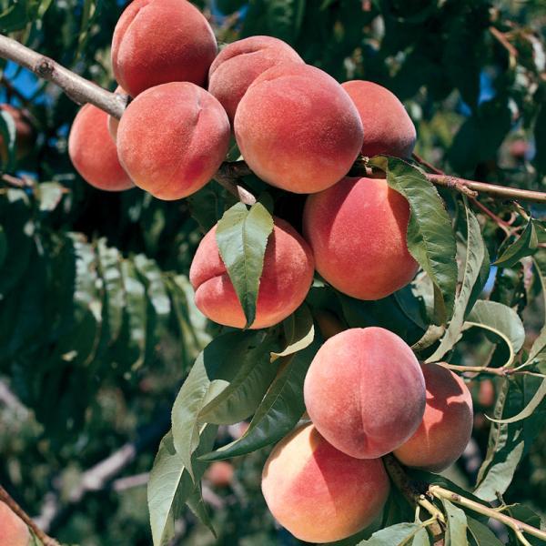 Fruit-Peach-July Elberta Dwf #7