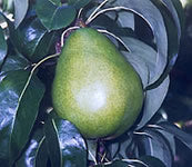Fruit-Pear-Anjou Dwf #7