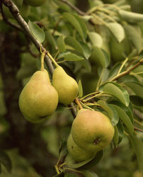 Fruit-Pear-Bartlett Dwf #7