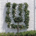 Fruit-Pear-espalier European 2 tier #15