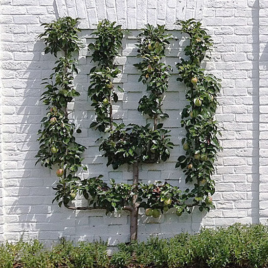 Fruit-Pear-espalier European 2 tier #15