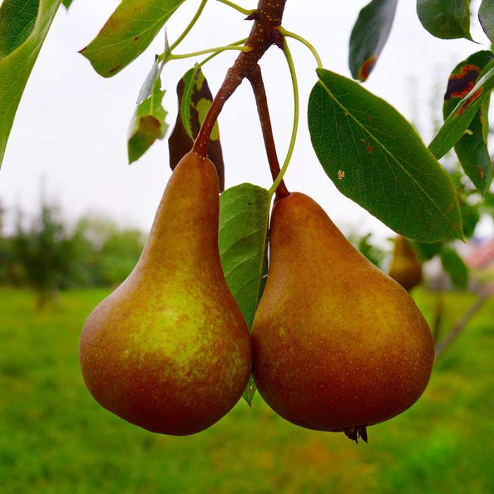 Fruit-Pear-Golden Russett Bosc #7