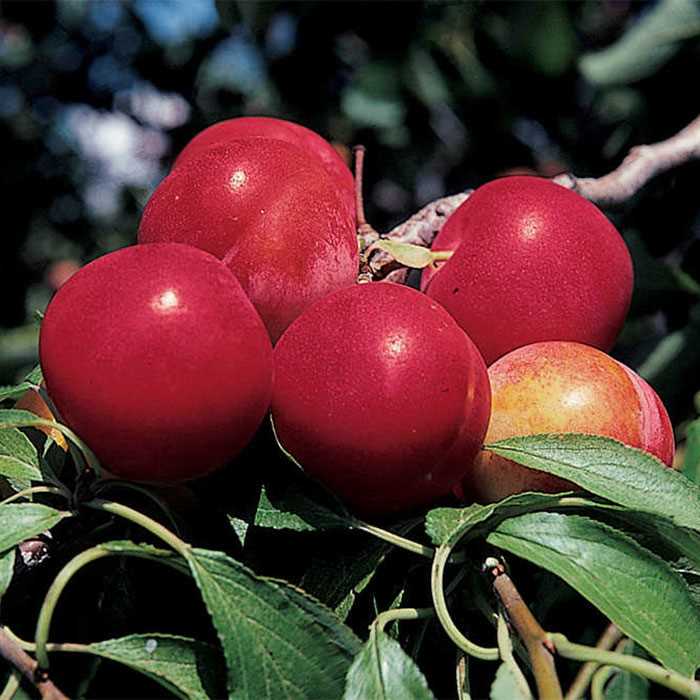Fruit-Plum-Pipestone #7